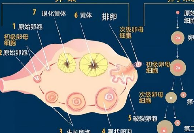卵子排出后会抑制其他卵泡发育
