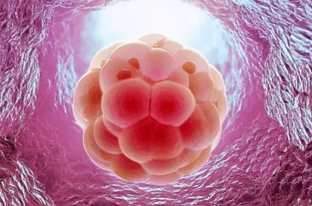 良好的饮食有利于胚胎着床