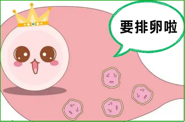 排卵障碍可以通过饮食进行调理