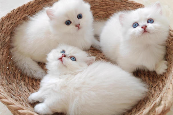 宠物猫备孕要做寄生虫控制