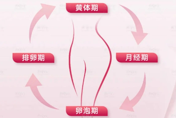 生活习惯会影响排卵期和黄体期激素分泌