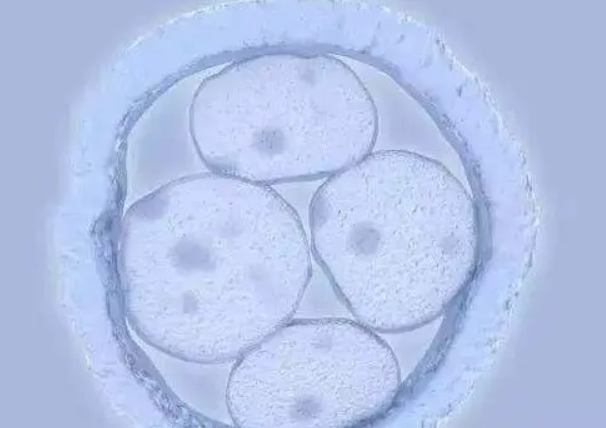移植成功率较高的优质胚胎是几级胚胎？