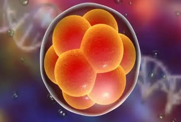 胚胎养囊不是百分百成功