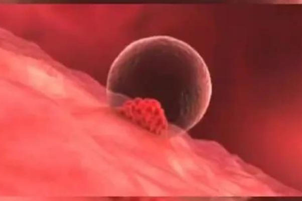 个体差异性会影响试管成功率