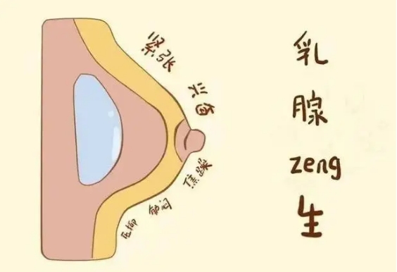 雌激素高会乳腺增生