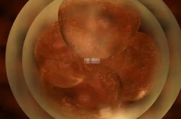 移植7细胞1级胚胎有可能成功