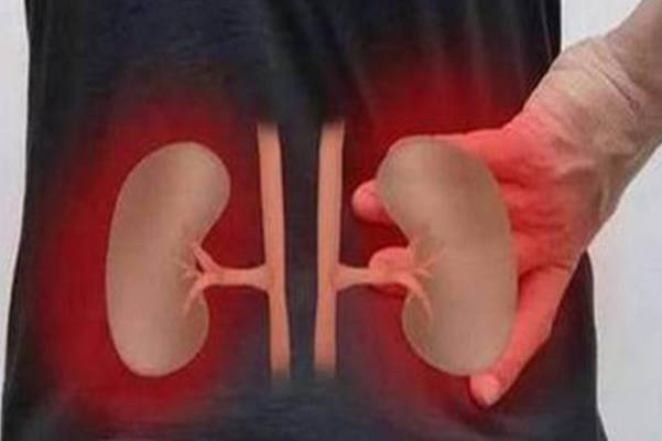 肾脏是泌尿系统中最重要的排泄器官