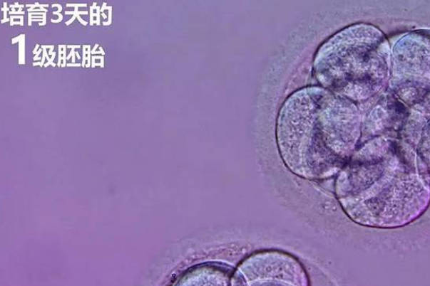 胚胎的生长速度分为四个等级