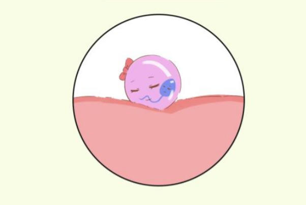 胚胎移植后一般第3天开始着床