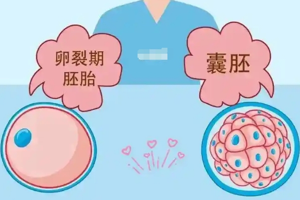 受精7个能成胚胎概率，这些关键因素决定了成功率