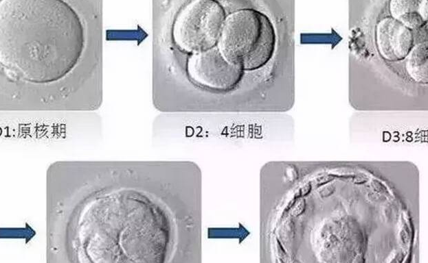 北京生殖医院养囊成功率达70%，技术好不好且看对比图