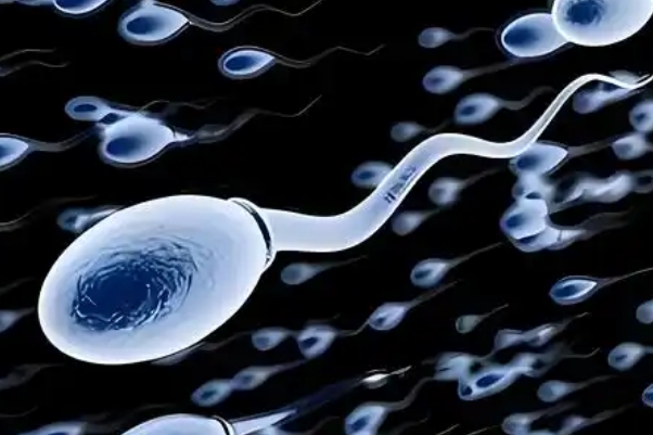 男性备孕吃什么精子质量好，科学饮食提高受孕概率