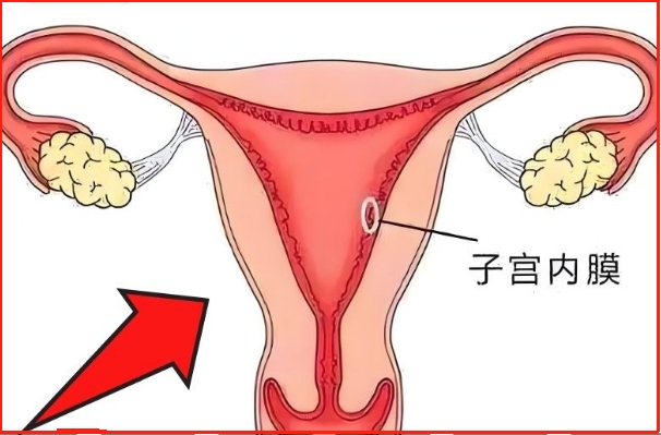 子宫内膜薄是雌激素水平的影响