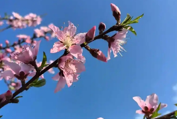 怀孕初期孕妇晚上睡觉梦见桃花生个男娃还是生个女娃呢?