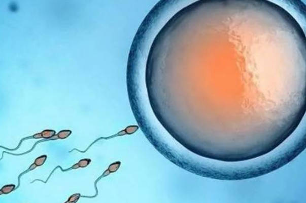 盘点影响试管婴儿胚胎养囊的成功率因素，女性年龄占其一