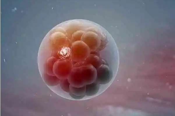 移植多个囊胚是一种策略