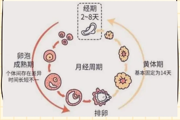 排卵期过后是黄体期