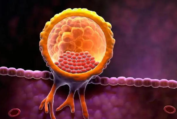 胚胎的质量会影响试管移植的成功率