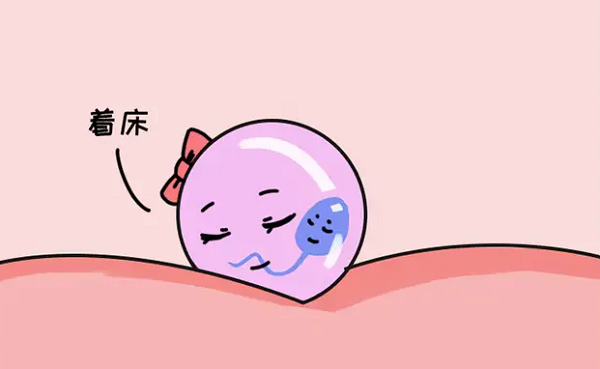 移植后吃精氨酸可帮助着床