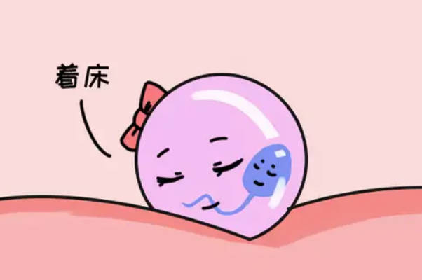 试管婴儿胚胎移植后就进入着床
