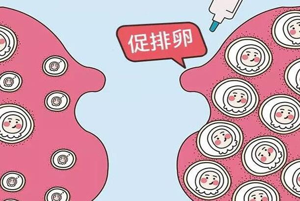 42岁女性做试管正常来说一次性可以促排多少卵泡？