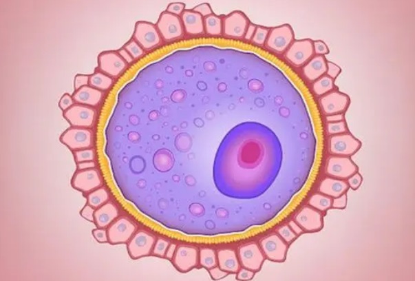 网上说不结婚可以试管要个孩子这种做法违法吗？
