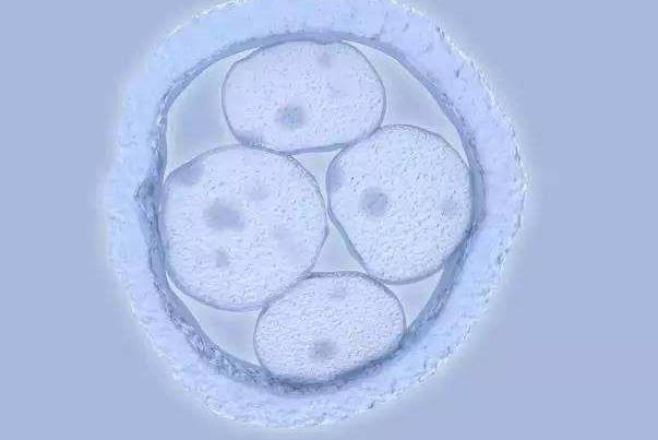 一般8c1、9c1、7c1都可以用于养囊