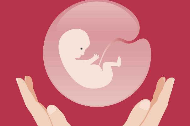 胚胎质量会影响试管的成功率