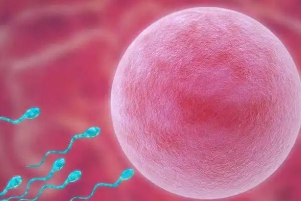 试管婴儿移植后注意事项，近年数据解析与实用贴士