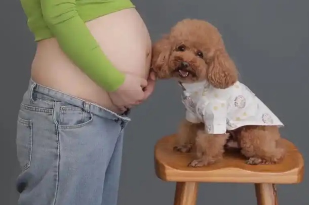 怀孕不能养宠物是谣言