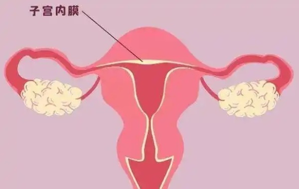 子宫内膜会经历增生和剥落两个过程