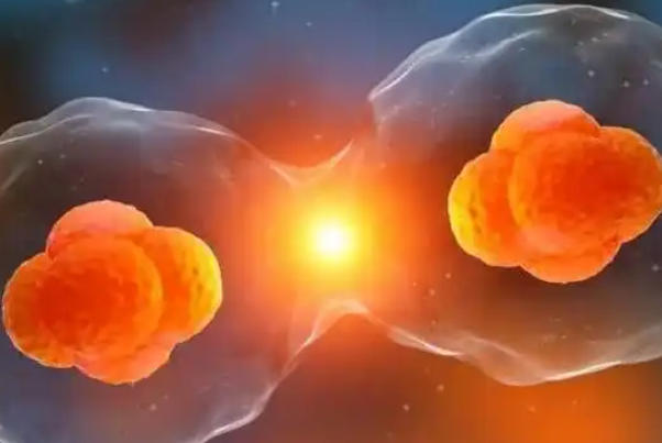 为了提高成功率试管婴儿一次能多移植几个胚胎吗？