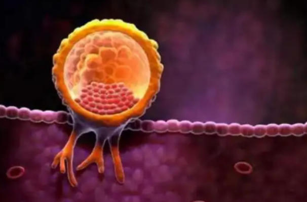 4aa囊胚相当于几级胚胎？试管婴儿胚胎分级全解析