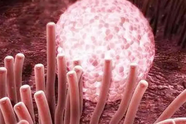 鲜胚养囊技术，试管婴儿成功率提升的秘密武器