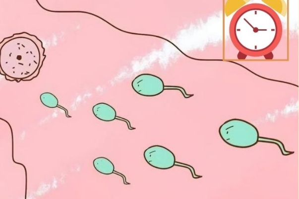可以选择b级精子做试管婴儿吗？
