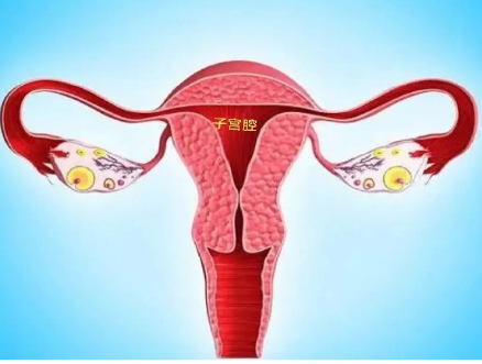 [为什么内膜转c才移植，移植后的黄金48小时]