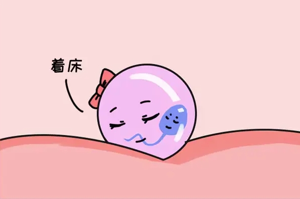 受精卵着床