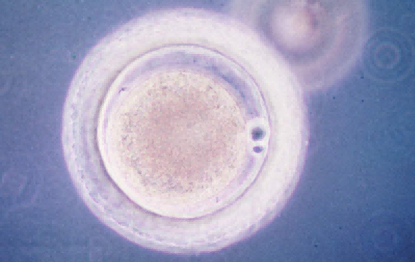 移植第6天白板是否还有可能补救成功