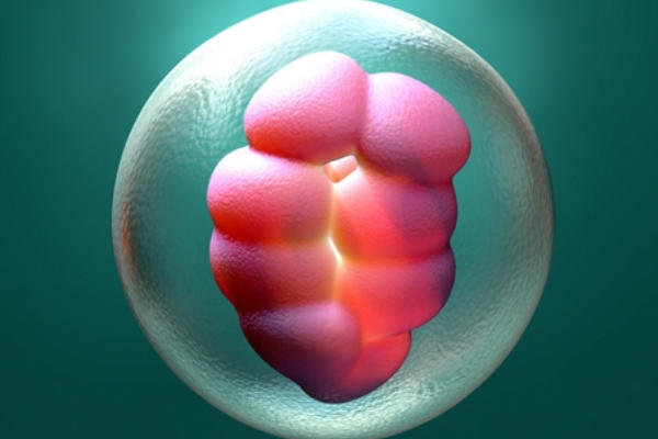 法律不允许做试管选择胎儿的性别