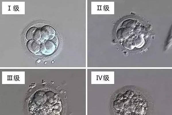 冷冻胚胎7c1在质量上是什么级别，是否属于优质胚胎