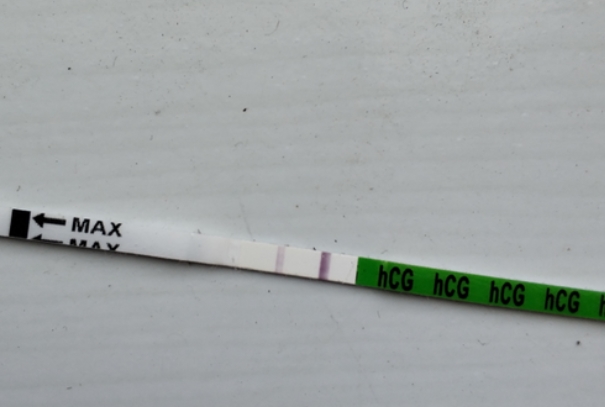移植后试纸粉印图片