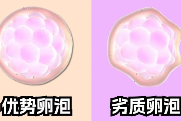 促排期间充足的营养有利于卵泡发育
