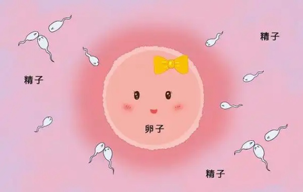 24岁女性做一代试管放几个卵泡和精子结合比较好呢？