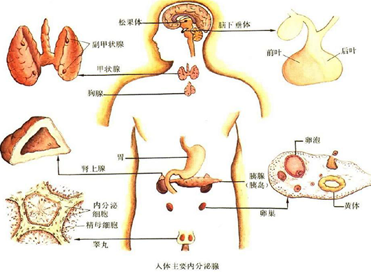为你介绍内分泌检查最佳时间，男女什么时候检查有差异