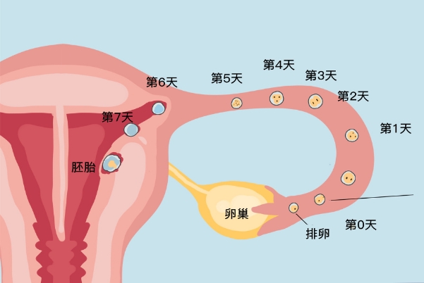 卵子质量不好不一定胚胎质量不好