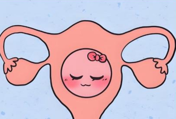 胚胎等级会影响试管成功率
