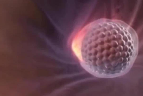 移植两个胚胎着床一个另一个去哪了？揭秘胚胎消失的去向