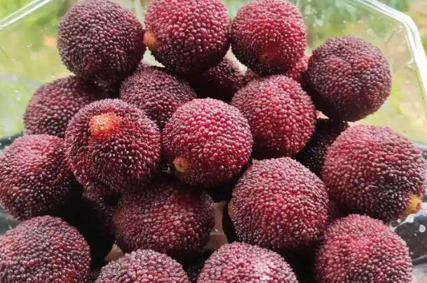 备孕期间可以适量吃杨梅