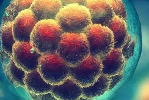 试管移植中8细胞二级冻胚性别预测：生男生女概率的科学解析