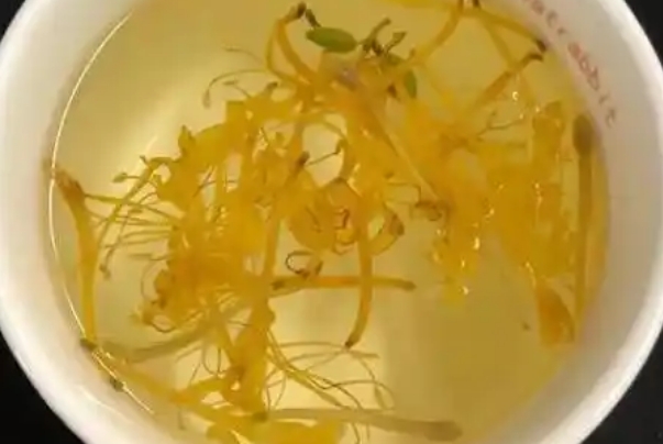 备孕期间上火了适量喝金银花泡水安全吗？